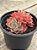 Echeveria zoe/2 (2 cabeças) exclusiva Jardim da Mari - Imagem 2