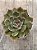 Echeveria santa lewis - Imagem 3