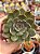 Echeveria santa lewis - Imagem 1