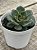 Echeveria santa lewis - Imagem 2