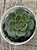 Echeveria santa lewis - Imagem 3