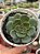 Echeveria santa lewis - Imagem 1