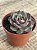 Echeveria san Luis - Imagem 3