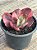 Echeveria pallace variegata G - Imagem 3