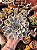 Echeveria subsessilis variegata - Imagem 1
