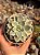 Echeveria subsessilis variegata - Imagem 1