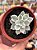 Echeveria subsessilis variegata - Imagem 1