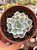 Echeveria subsessilis variegata - Imagem 1