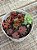 Mix crassula 012 - Imagem 2