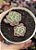 Echeveria sitifukumiama - Imagem 1