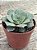 Echeveria longissima - Imagem 2