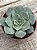 Echeveria longissima - Imagem 3