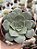 Echeveria longissima - Imagem 1