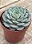 Echeveria white mínima - Imagem 2