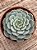 Echeveria white mínima - Imagem 3