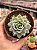 Echeveria lovely queen - Imagem 1