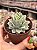Echeveria lovely queen - Imagem 2
