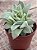 Echeveria lovely queen - Imagem 2