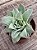 Echeveria lovely queen - Imagem 3