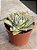 Echeveria lovely queen - Imagem 2