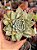 Echeveria lovely queen - Imagem 1