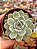 Echeveria beatrice - Imagem 1