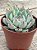 Echeveria beatrice - Imagem 2