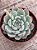Echeveria beatrice - Imagem 3