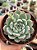 Echeveria beatrice - Imagem 1