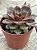 Echeveria mina rubra - Imagem 2