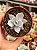 Echeveria cante - Imagem 1