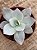 Echeveria cante - Imagem 3
