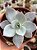Echeveria cante - Imagem 1