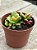 Anacampseros rufescens variegata - Imagem 2