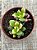 Anacampseros rufescens variegata - Imagem 3