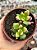 Anacampseros rufescens variegata - Imagem 1