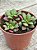 Anacampseros rufescens variegata - Imagem 2