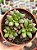 Anacampseros rufescens variegata - Imagem 1