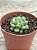 Graptoveria amethorum - Imagem 2