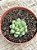 Graptoveria amethorum - Imagem 3