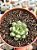 Graptoveria amethorum - Imagem 1