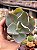 Echeveria rubromarginata - Imagem 1