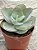 Echeveria rubromarginata - Imagem 2