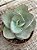 Echeveria rubromarginata - Imagem 3