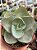 Echeveria rubromarginata - Imagem 1