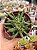 Rhombophyllum dolabriforme - Imagem 1