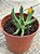 Rhombophyllum dolabriforme - Imagem 2