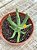 Rhombophyllum dolabriforme - Imagem 3