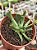 Rhombophyllum dolabriforme - Imagem 1