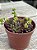 Crassula pubescens - Imagem 2